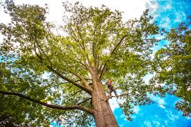 Trusted Middlesex, NC  Tree Services Experts