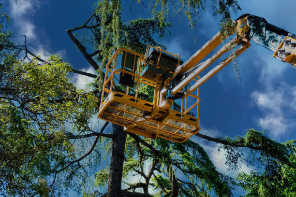 Why Choose Our Tree Removal Services in Middlesex, NC?